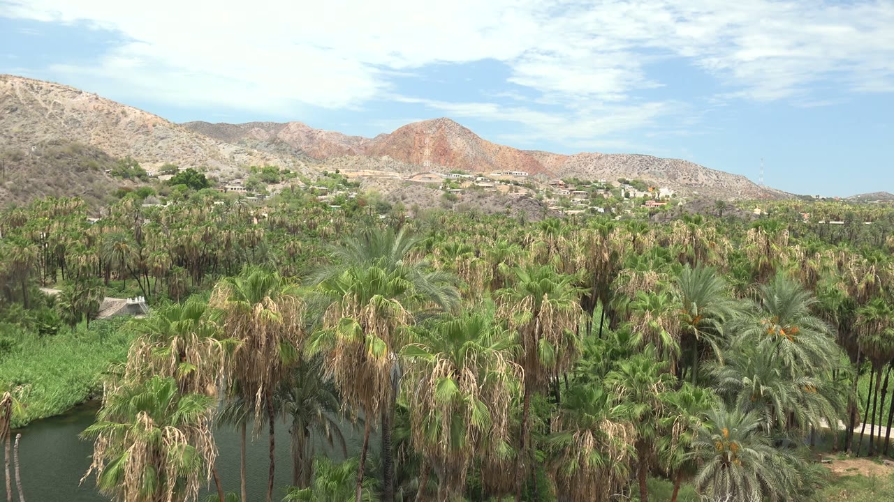 Mulege, Baja California Sur palm grove and dark river water below dry rocky hills under a pale sky, with no visible people.