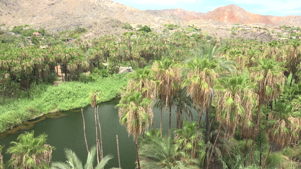 Mulege, Baja California Sur lagoon bordered by palms and reeds, with desert hills and distant hillside buildings in the background.
