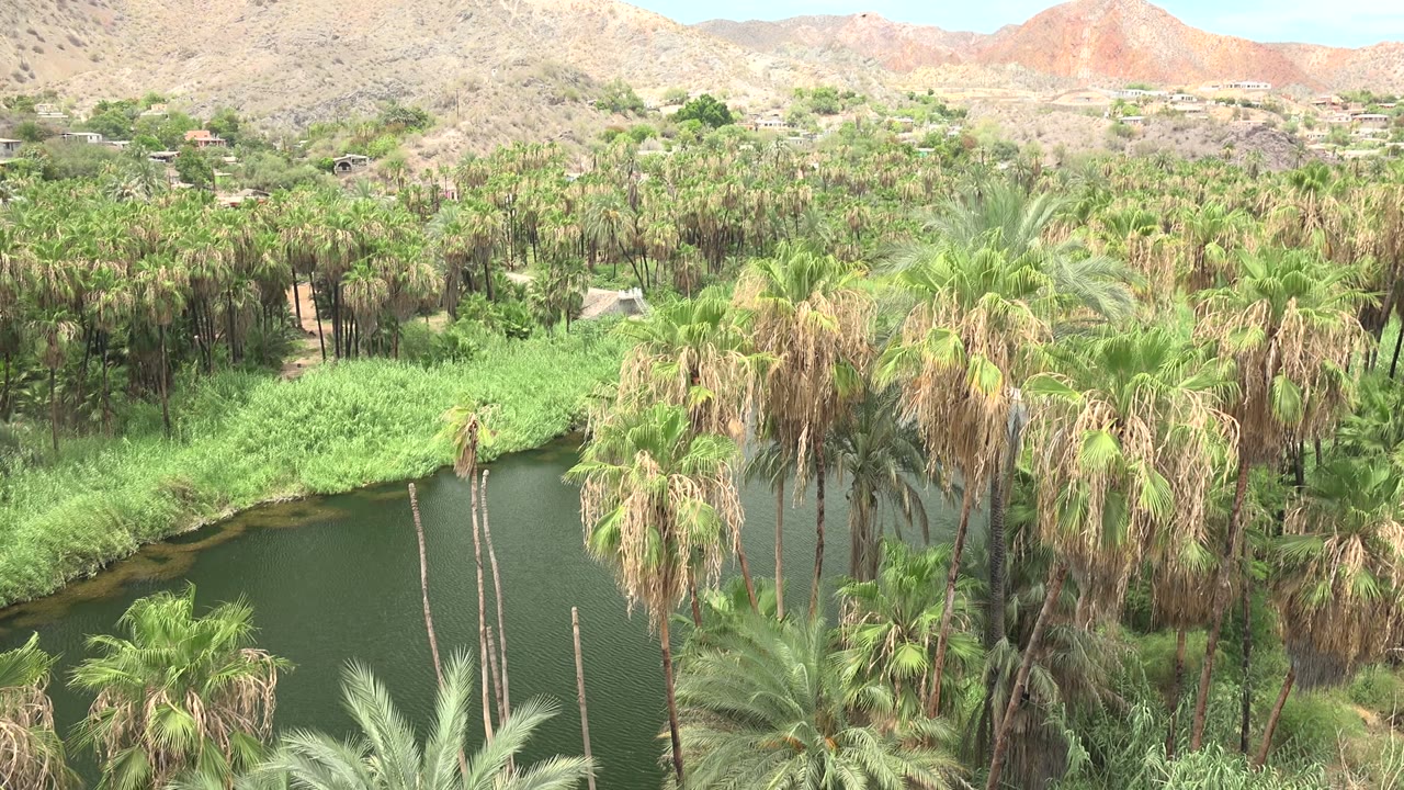 Green lagoon water beside tall palms and reeds.