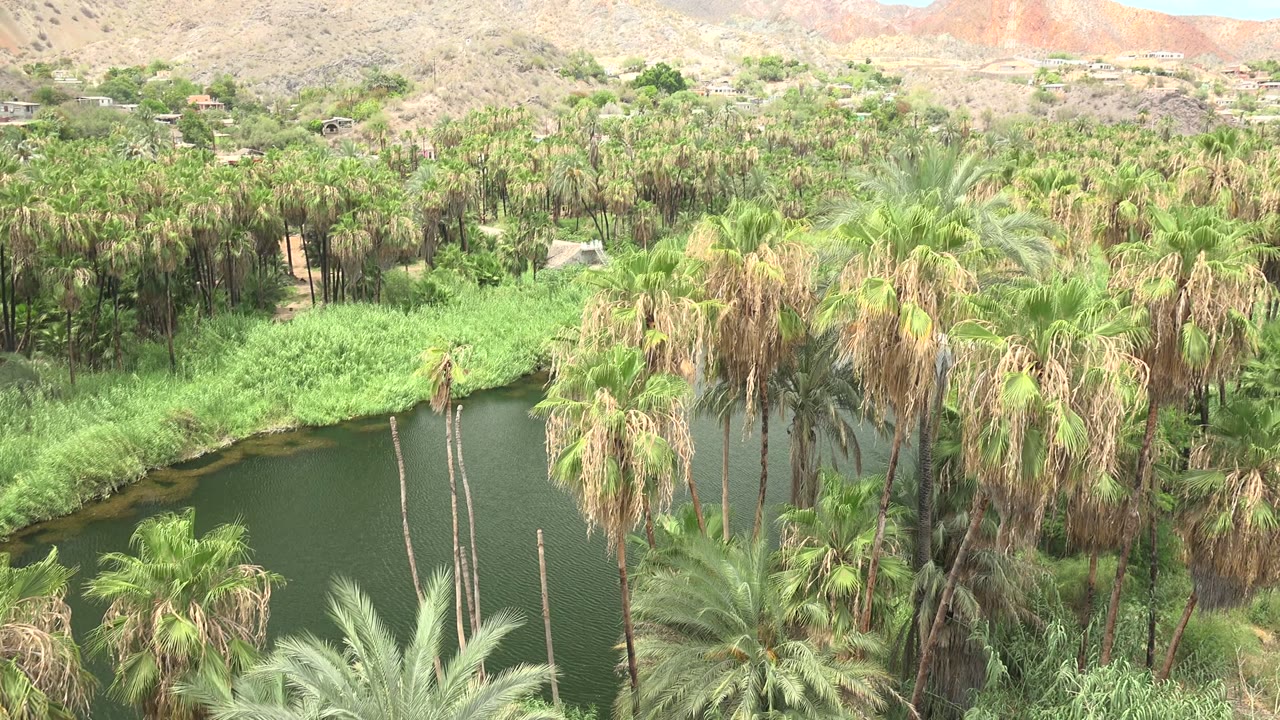Dense palm trees fill the Mulege lagoon edge, with a strip of green reeds, muted water, and desert hills across the top of frame.