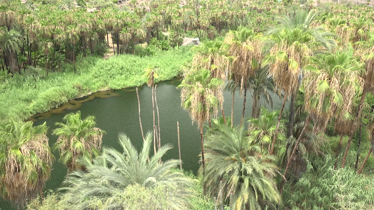 Palm crowns and dense green vegetation surround a dark pond in Mulege, Baja California Sur, with no visible people at the start of the clip.
