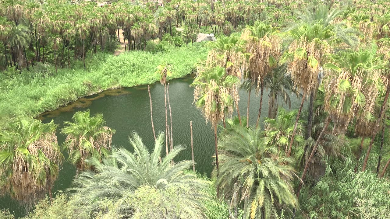 Green pond water bordered by palms and reeds.