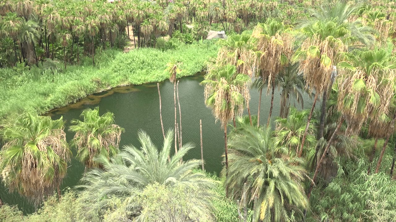 Tall, partly dry palm fronds rise over a rippling pond edged by bright vegetation in Mulege, Baja California Sur, with no visible people.
