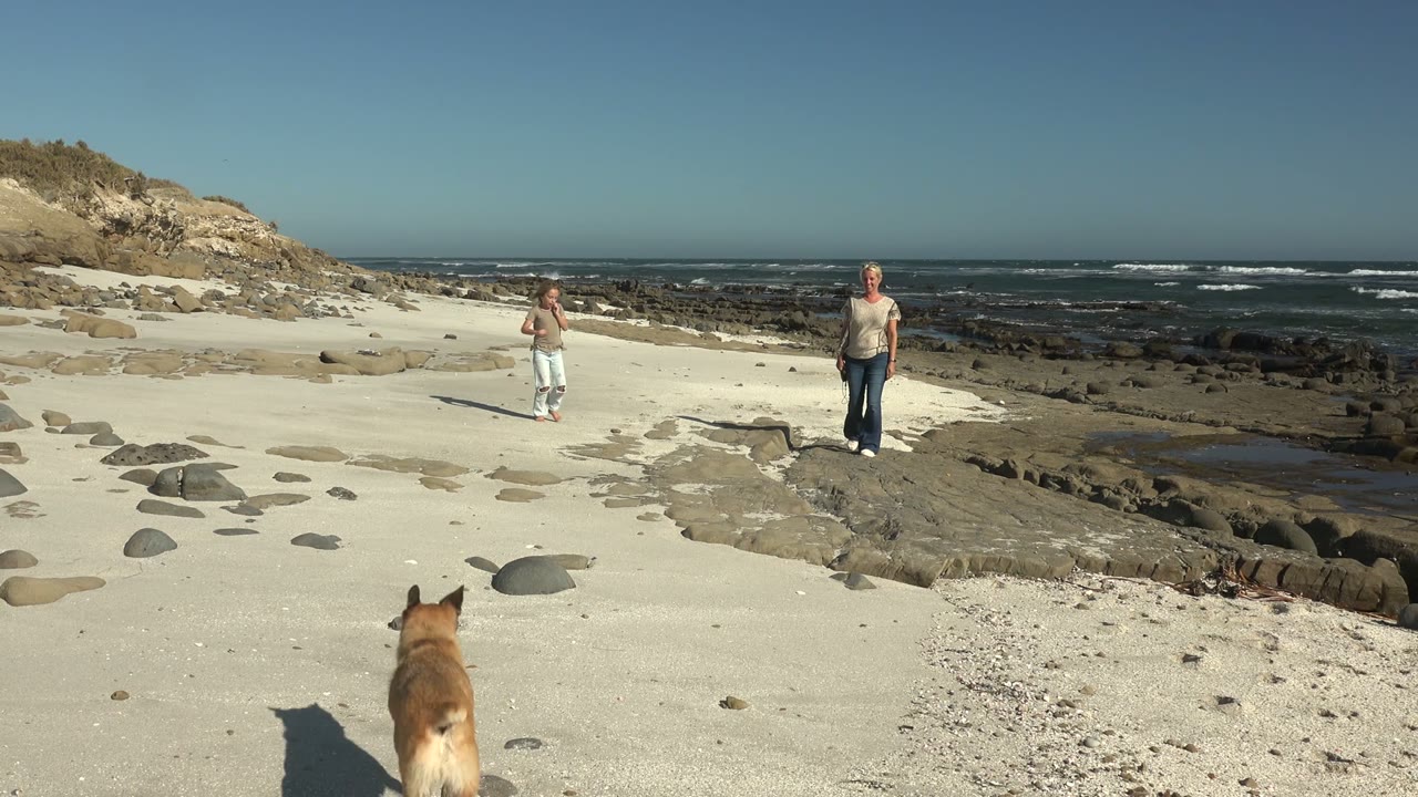 Dog enters the foreground as two people walk on a sandy beach.