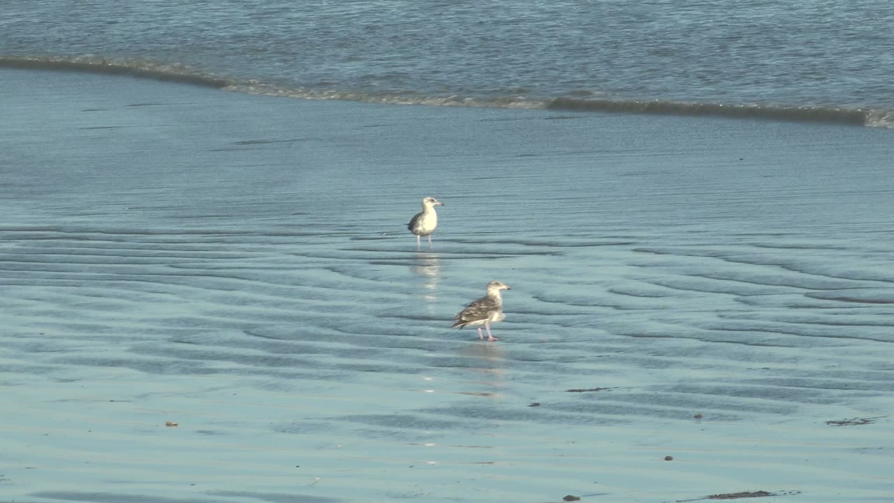 Two seagulls stand apart in shallow reflective beach water at La Bocana, Baja California Sur, with rippled wet sand and no visible people.