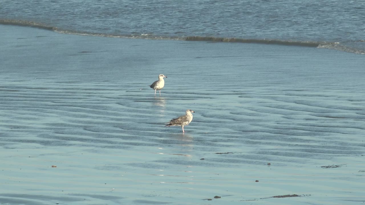 Two seagulls on reflective wet sand near gentle surf