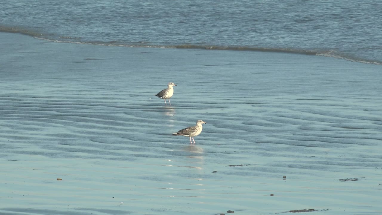 Two seagulls wade in shallow pale blue water at La Bocana, Baja California Sur, with rippled sand patterns and no visible people.