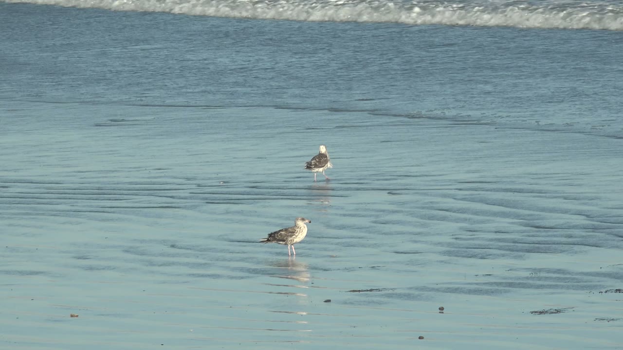 Two seagulls stand apart in shallow water on rippled wet sand at La Bocana, Baja California Sur, with a small wave line in the background and no visible people.