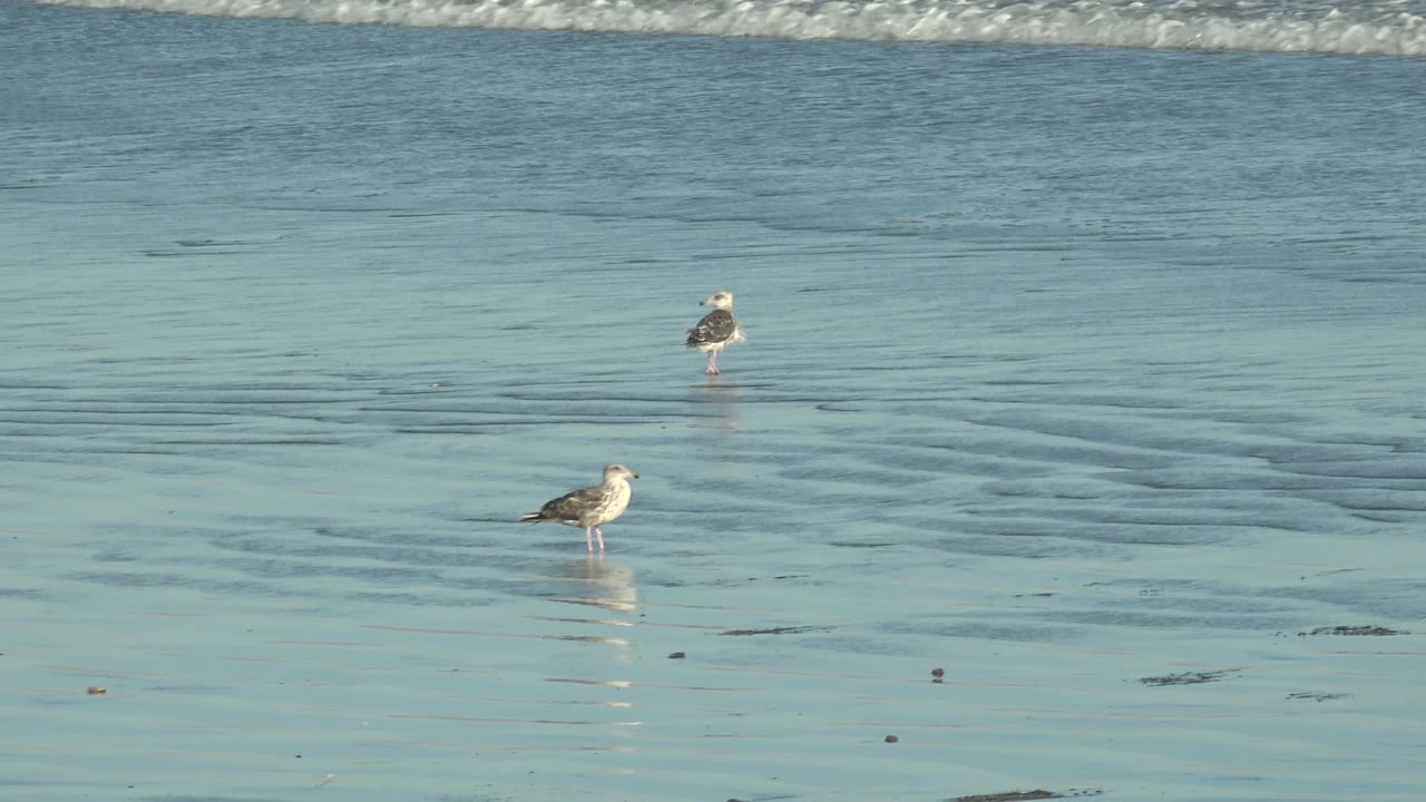 Two seagulls on reflective wet sand with gentle surf behind them.