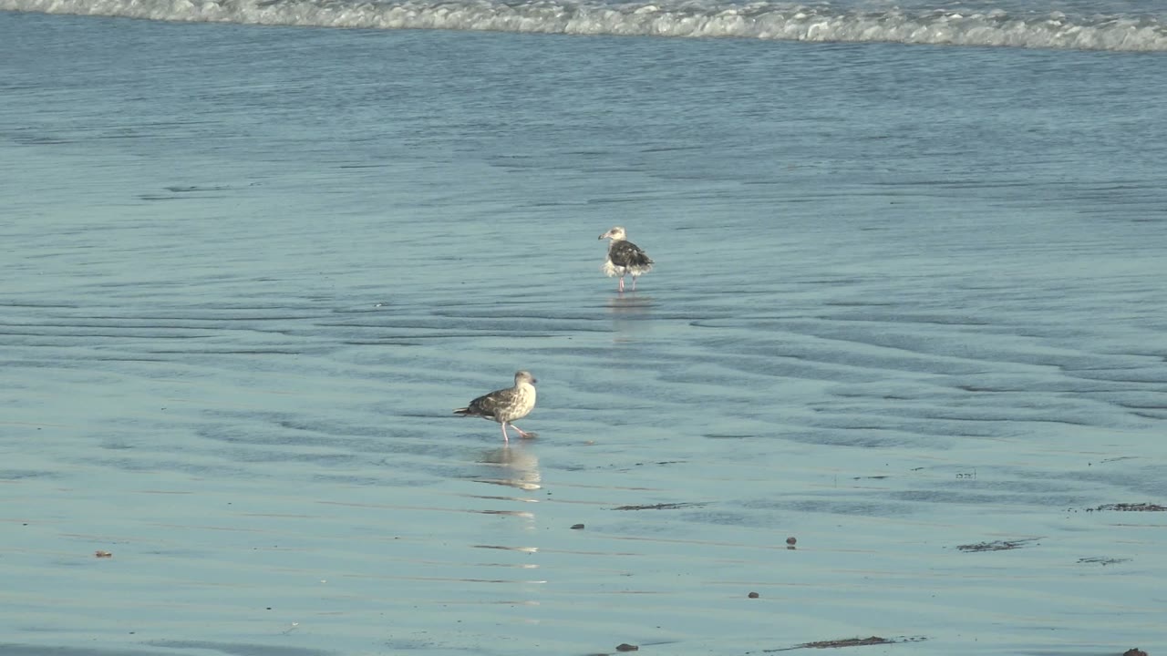 Two seagulls stand in shallow blue-green water at La Bocana, with the nearer bird slightly right of center and a narrow band of surf along the top edge, no visible people.