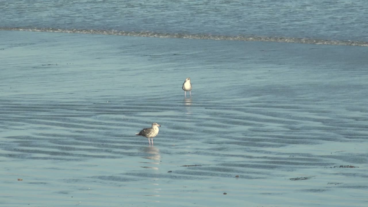 Two shorebirds stand apart in shallow rippled water on the La Bocana beach, with a small wave band near the top and no visible people.