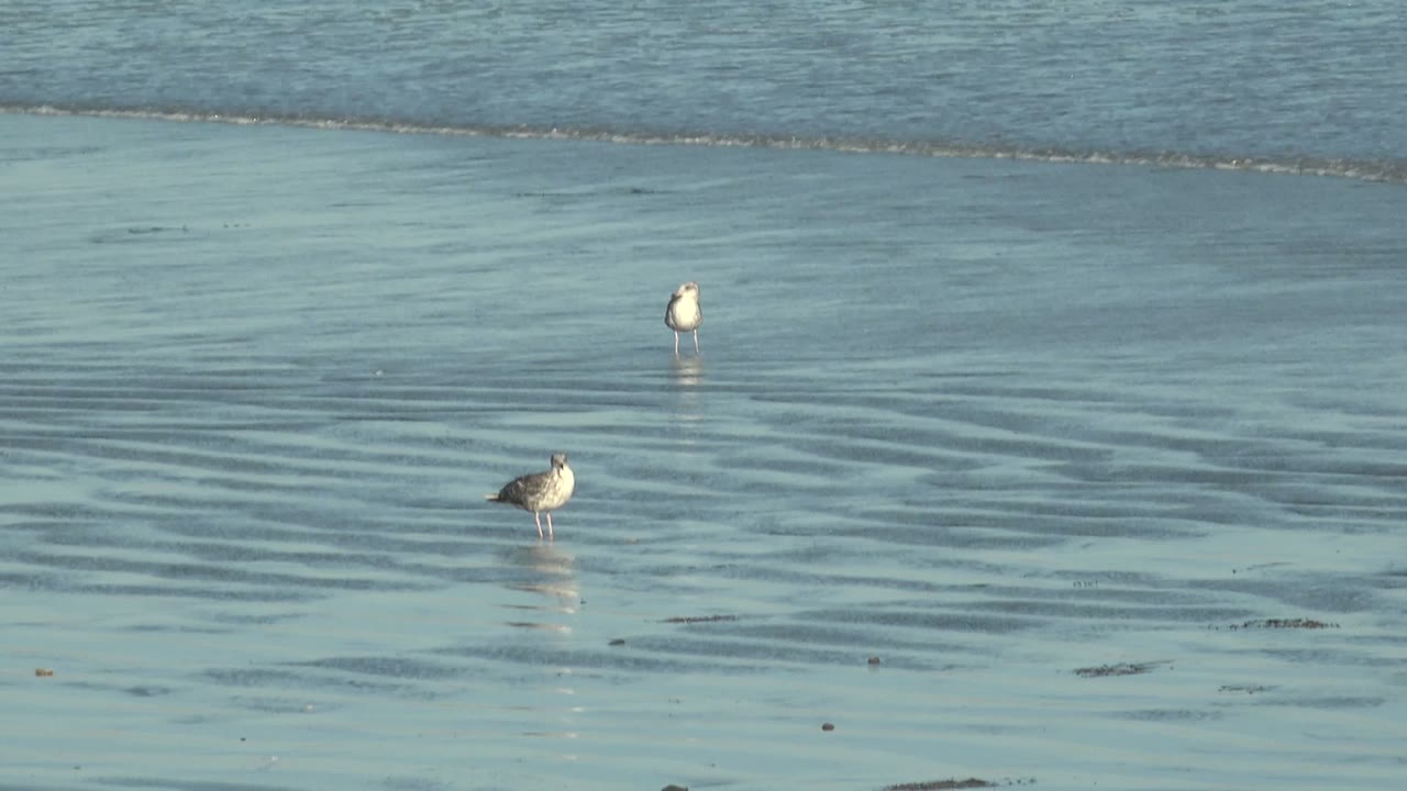 Two shorebirds in shallow water with wet sand reflections.