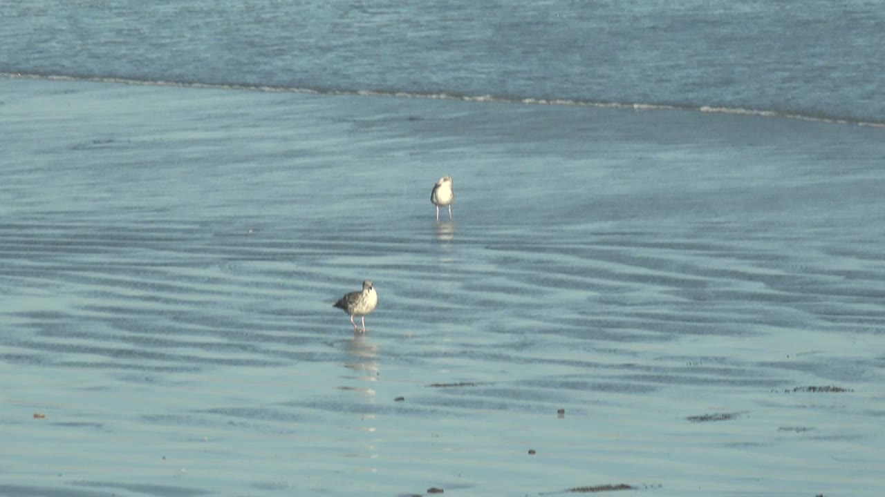 Two shorebirds remain in the shallow blue-green water at La Bocana, with the foreground bird angled slightly across the reflective sand and no visible people.