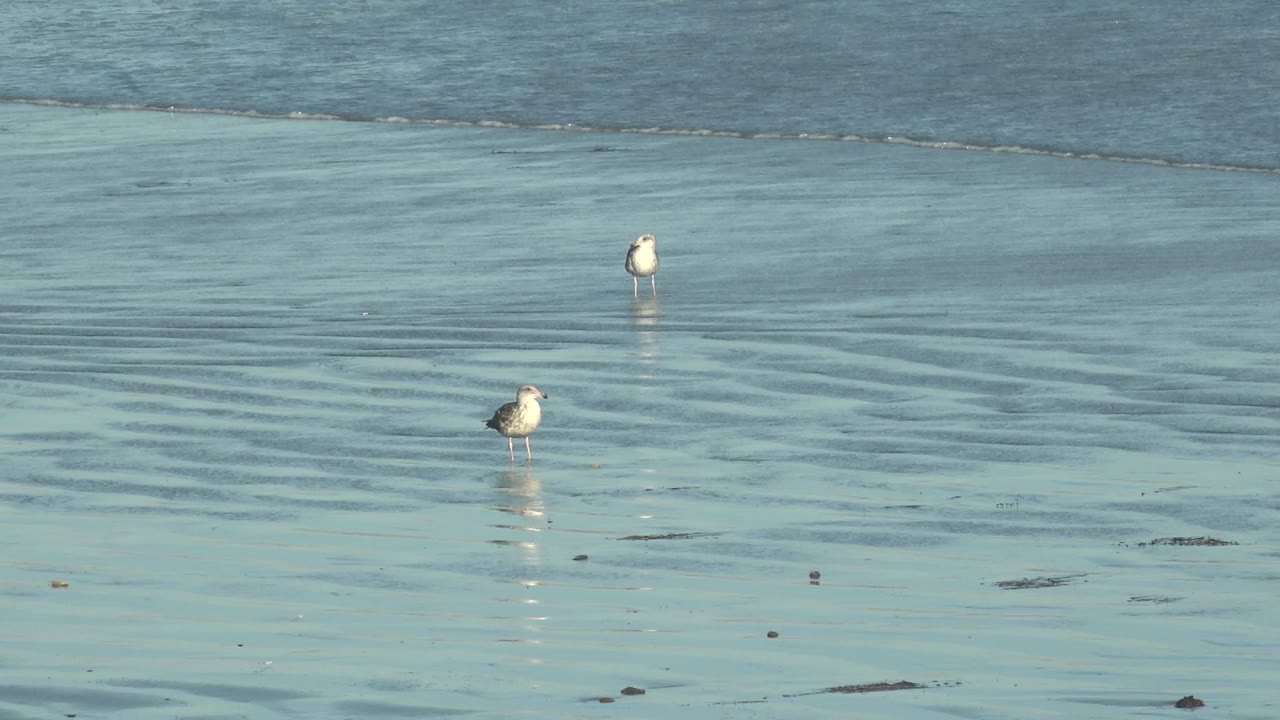 Two shorebirds separated across shallow rippled beach water.