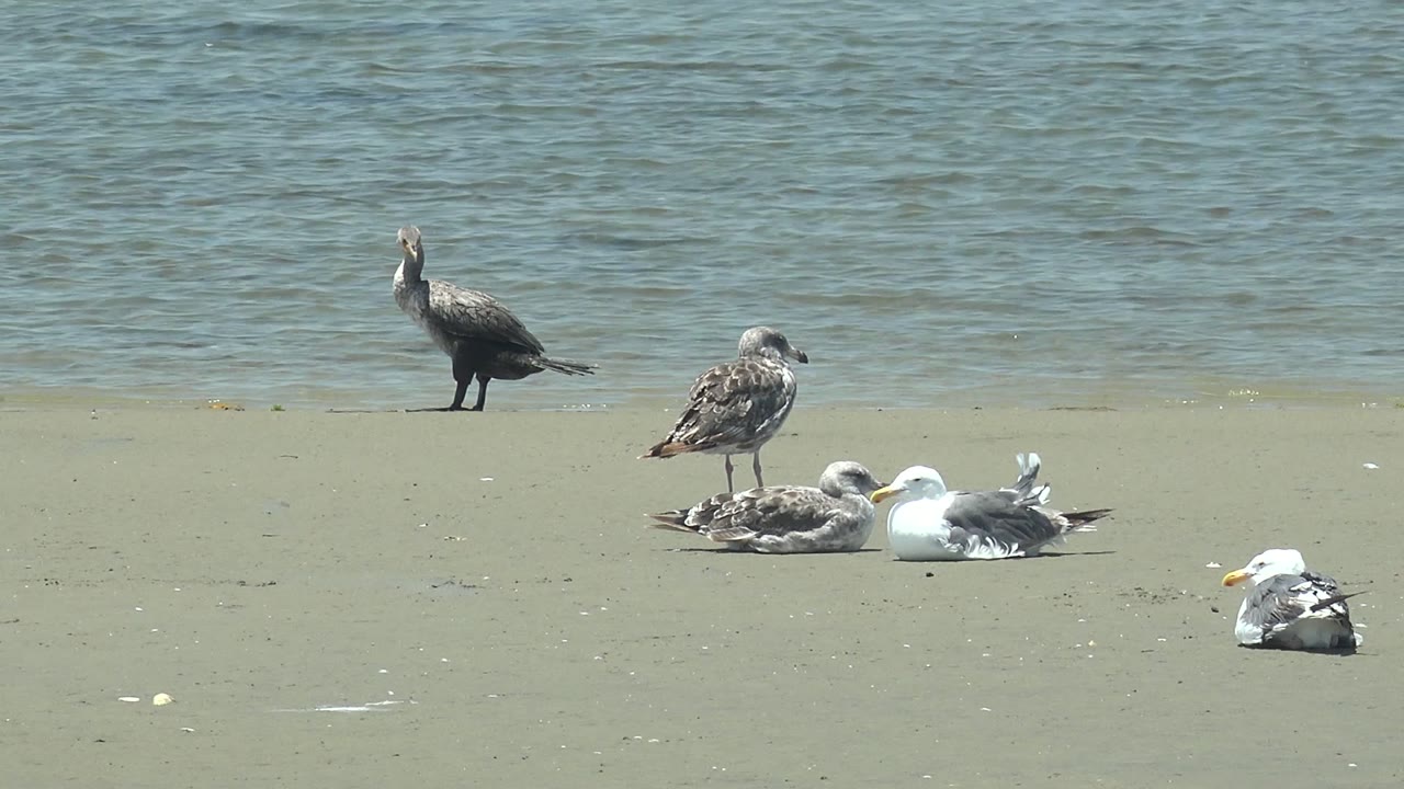 At 0:00 in Guerrero Negro, a dark cormorant stands at left while several seagulls rest on pale sand near blue-green water, with no visible people.