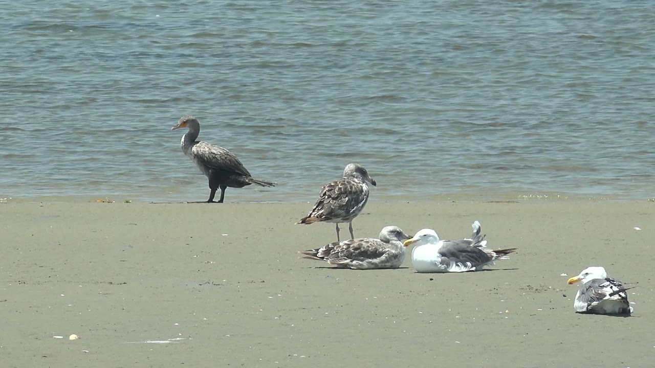 Cormorant standing while seagulls sit and preen on the beach.
