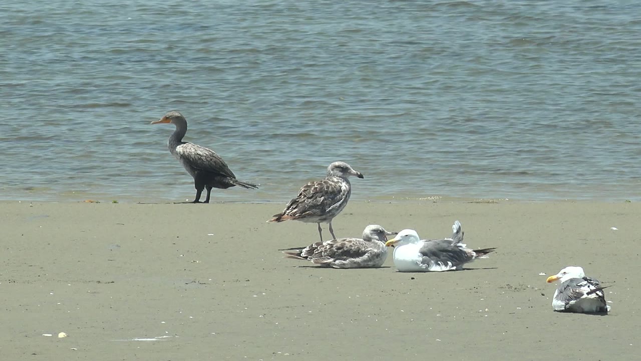 At 0:02 in Guerrero Negro, the cormorant remains near the waterline while the seagulls stay grouped on the sand, with rippled water behind and no visible people.