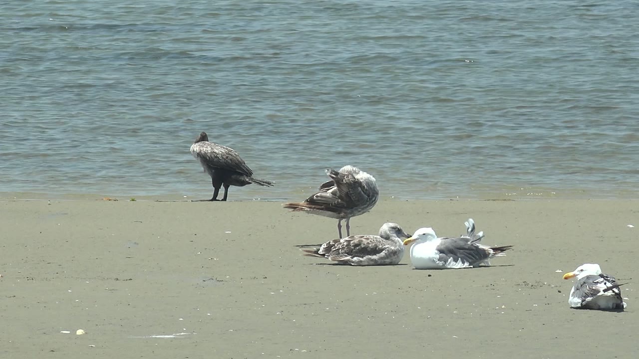 Several seagulls rest and stand on a sandy Guerrero Negro shoreline with calm blue-green water behind them and no visible people.