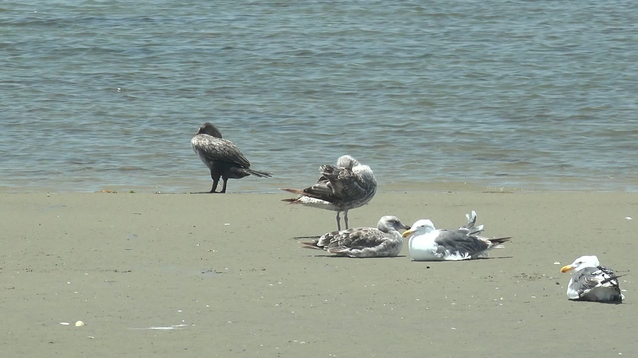 Seagulls on beach with one bird preening