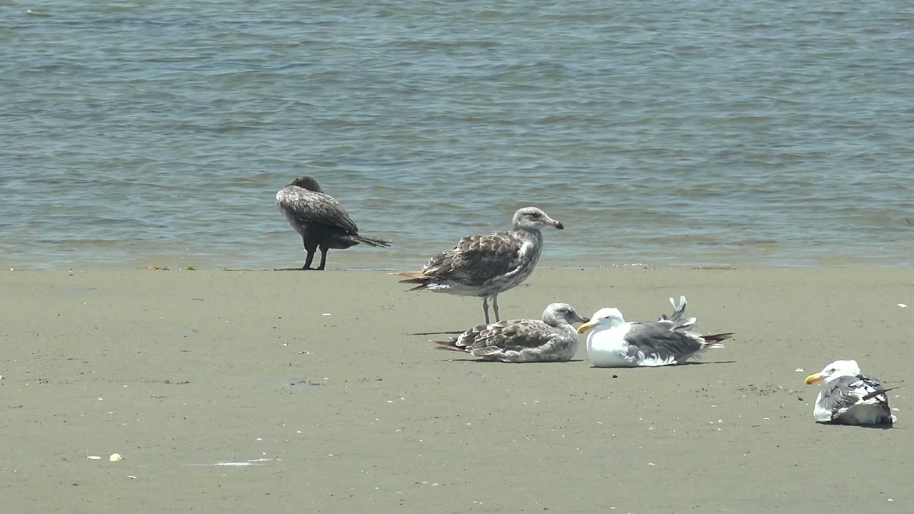The birds remain spaced across the pale sand as the waterline sits high in the frame at Guerrero Negro, with no visible people.
