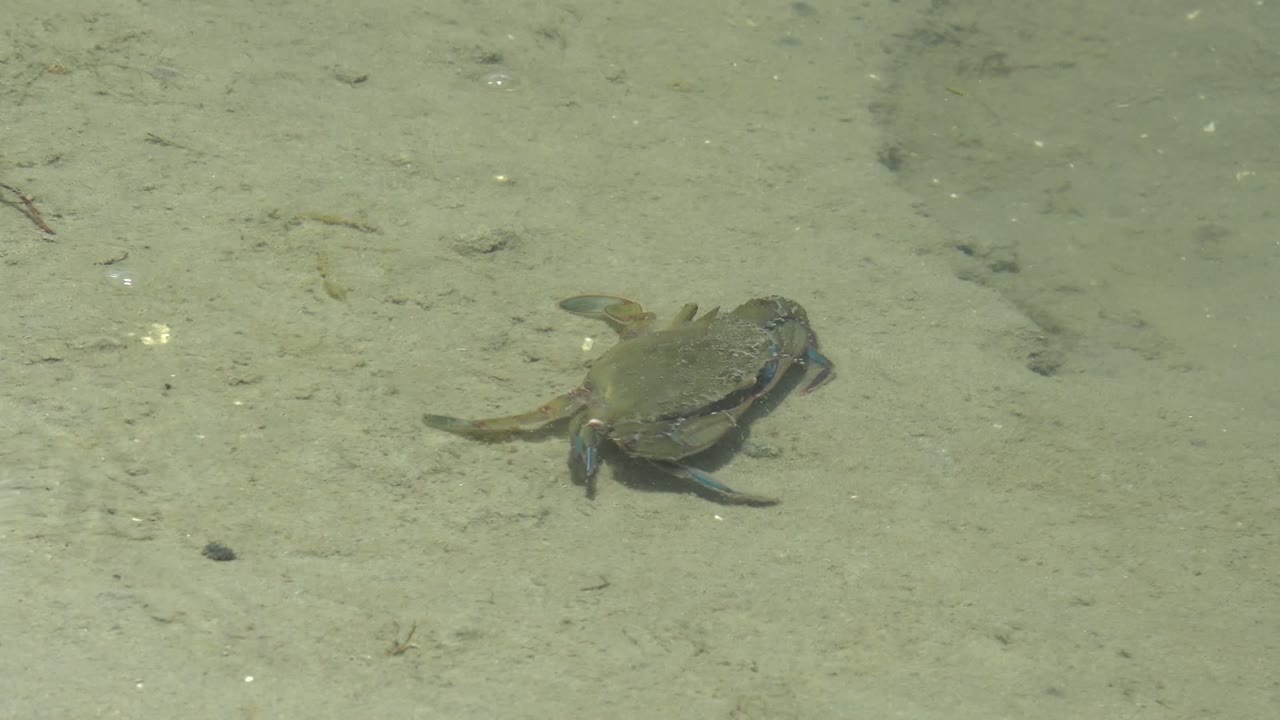 A crab sits near the left side of a pale sandy seabed in clear shallow water at Guerrero Negro, Baja California Sur, Mexico, with no visible people.