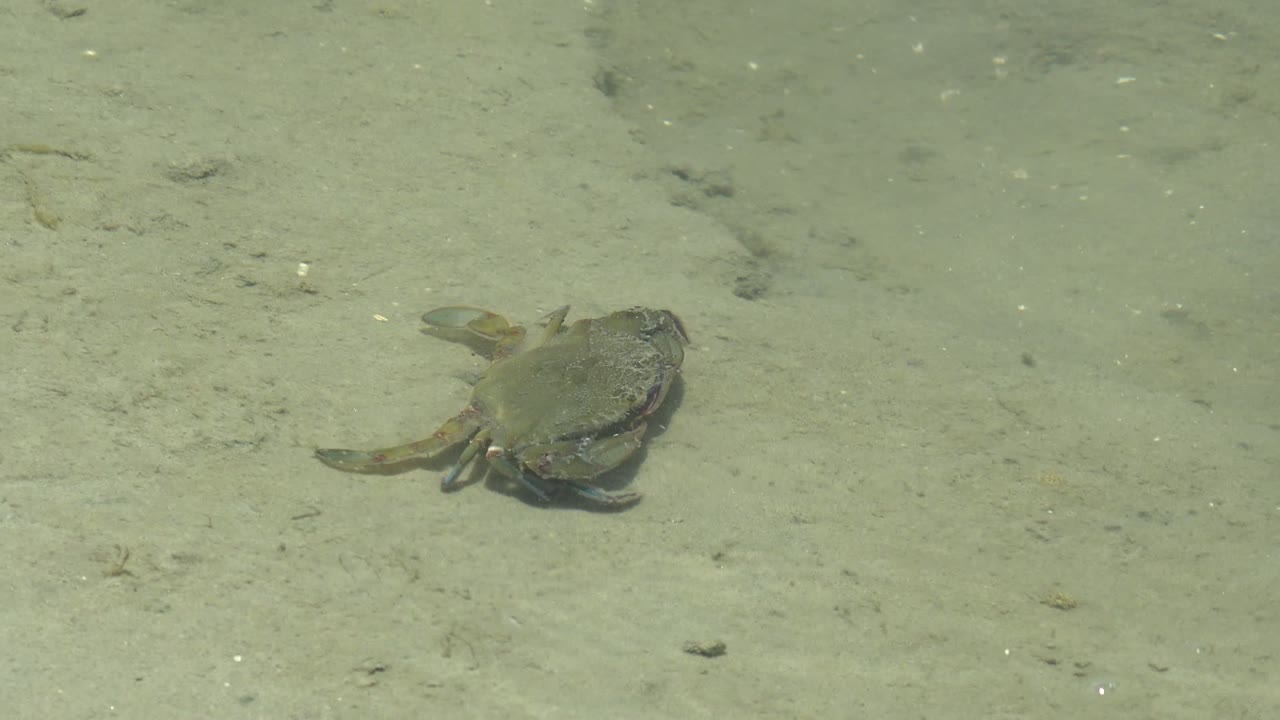 Crab crawling across pale underwater sand