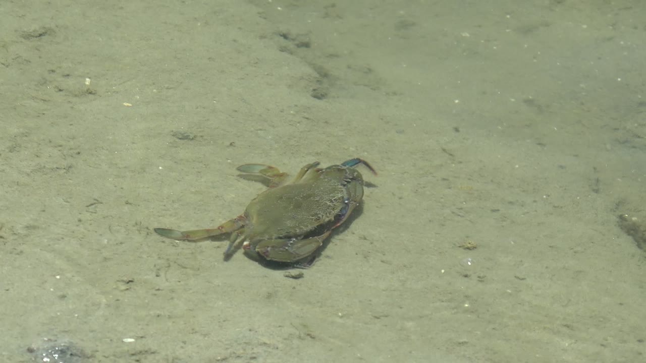 A crab appears near the right side of the sandy ocean floor, its legs and muted blue claws visible through green-clear water with no visible people.