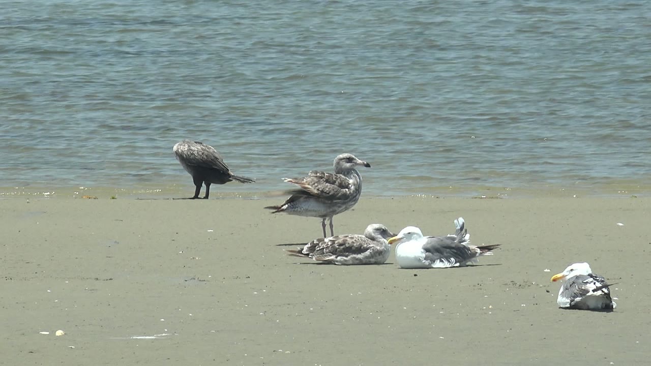 Several seagulls rest on a sandy shore in Guerrero Negro, Baja California Sur, with one standing bird and calm water behind them, no visible people.