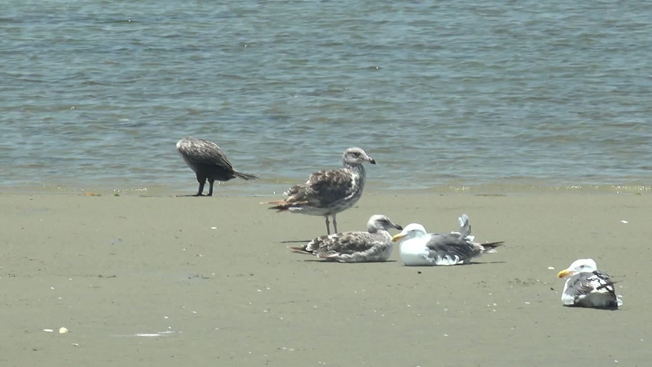 Group of gulls on sand while one bird preens near the waterline.