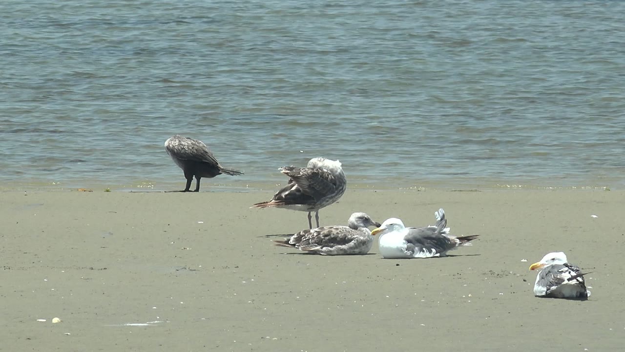 The gull group remains spread across the sandy Guerrero Negro shore, including a standing dark bird, resting gray birds, and a white gull, with no visible people.