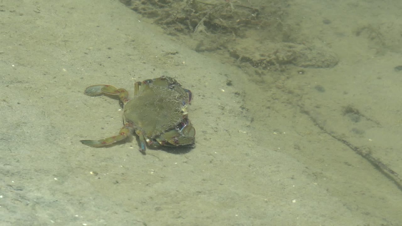A crab rests or begins crawling on a pale sandy seabed in Guerrero Negro, Baja California Sur, with greenish clear water and no visible people.