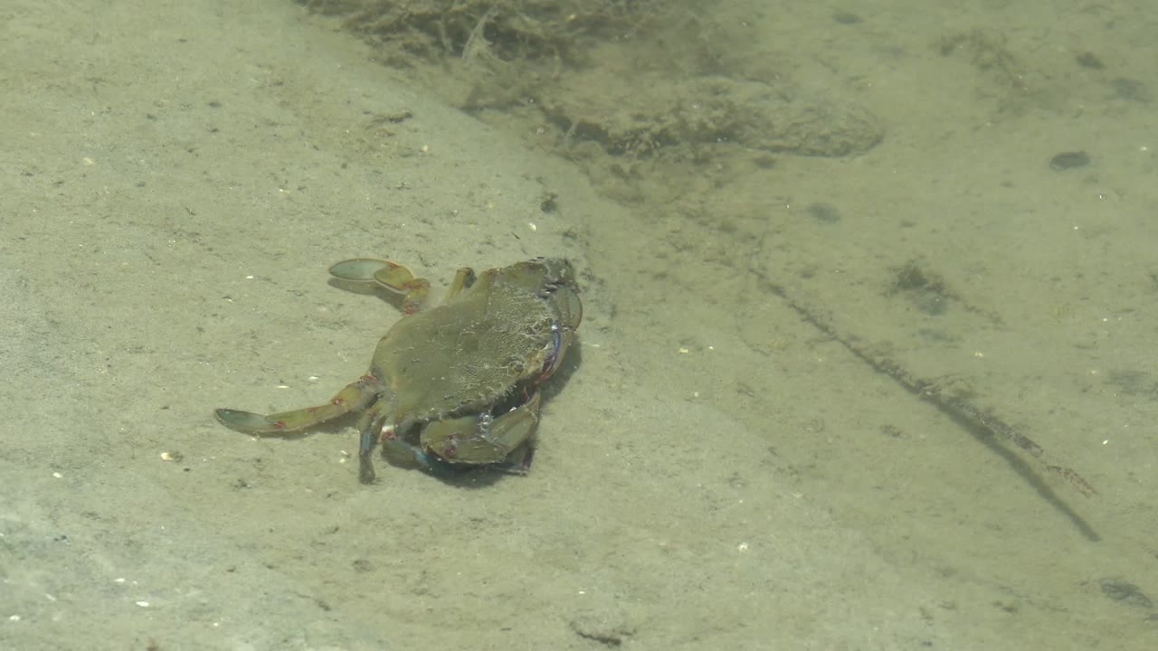 Crab crawling across sandy underwater floor