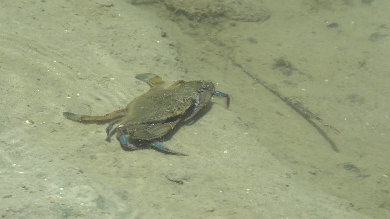 A crab continues across the sandy underwater bottom in Guerrero Negro, Baja California Sur, with faint blue on its claws and no visible people.