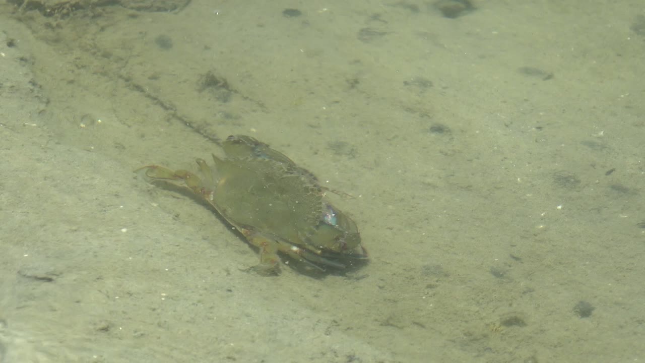 Small frog lies left of center on a sandy bottom under greenish shallow water in Guerrero Negro, with no visible people.