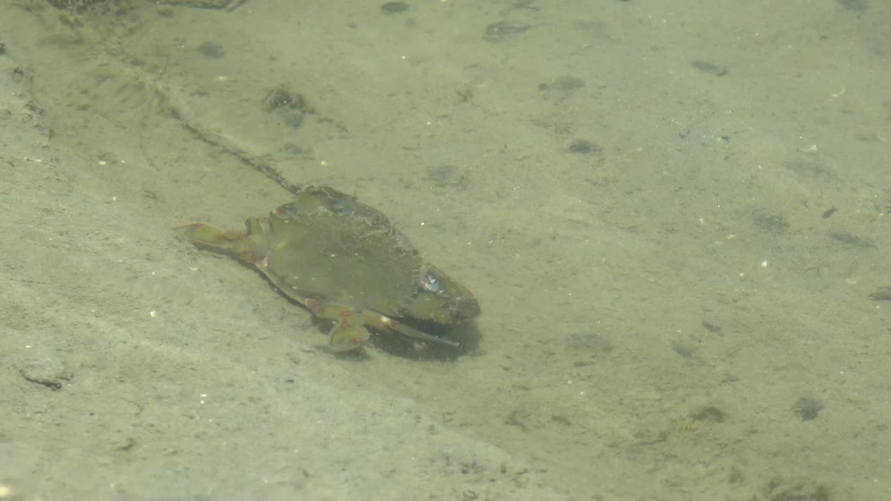 Frog seen through greenish shallow water on a sandy bottom.