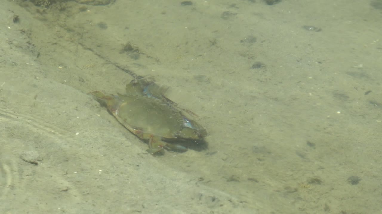 The frog sits slightly right of center beneath shallow water in Guerrero Negro, with faint ripple lines visible in the sand-toned background and no visible people.