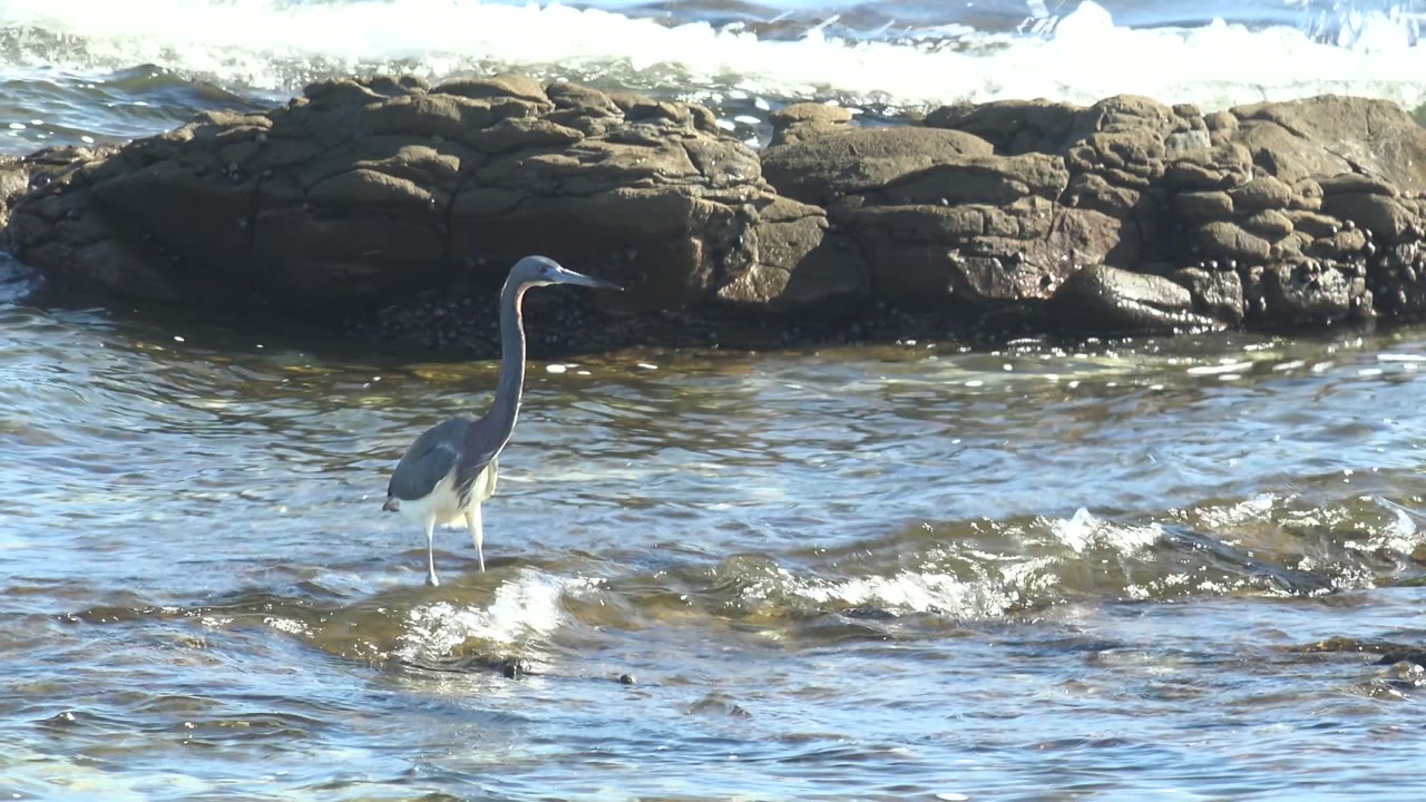 A heron stands in shallow blue-green water near dark rocky formations at La Bocana, Baja California Sur, with small waves around its legs and no visible people.