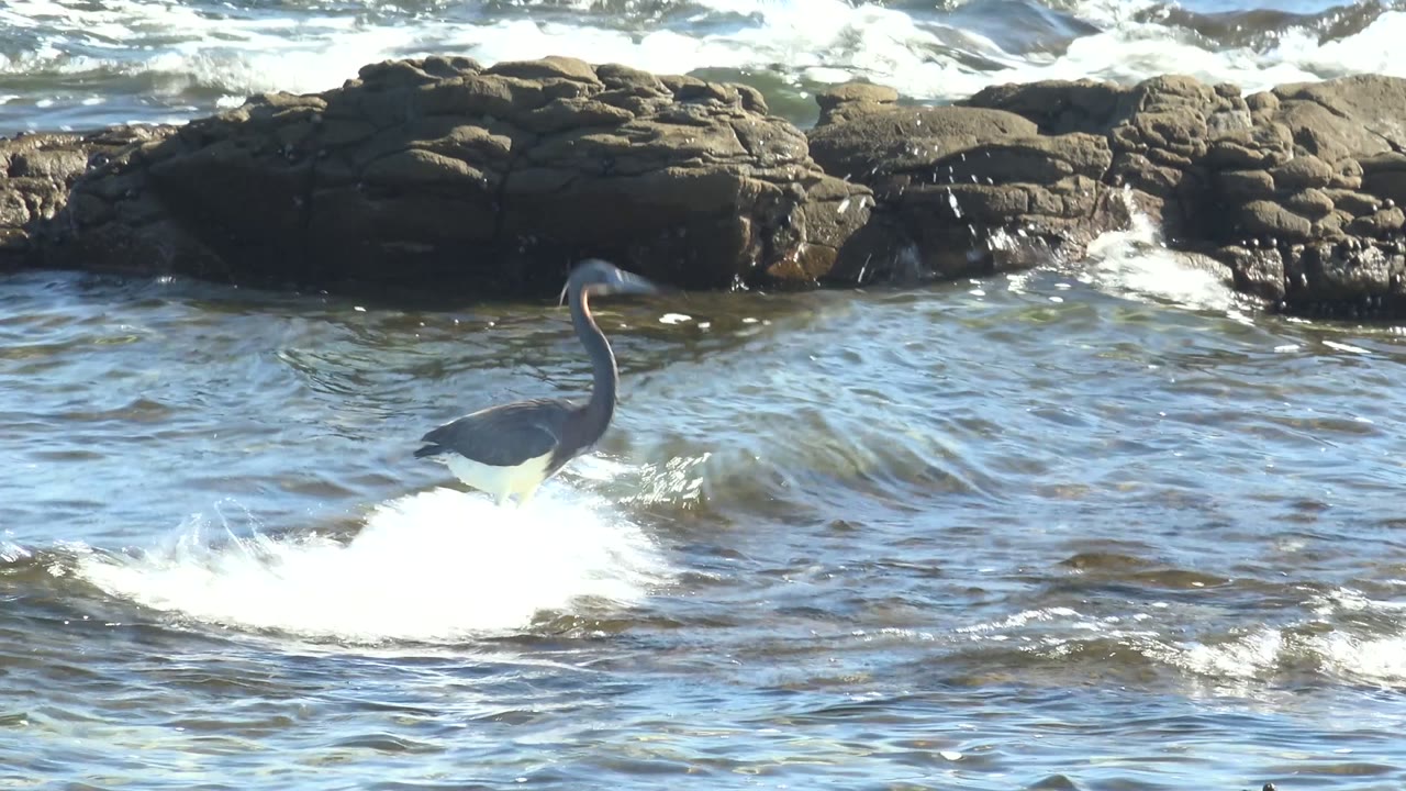 Heron wading as a wave breaks around its feet.