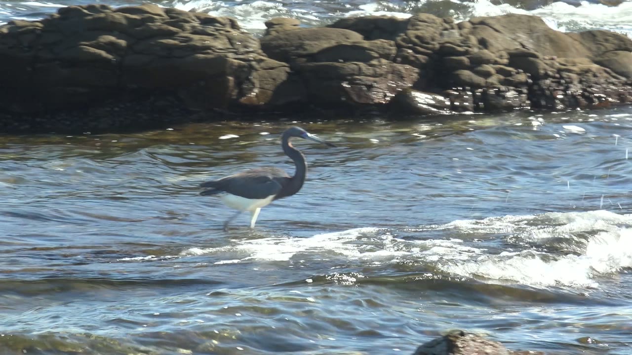 A heron stands farther to the right in rippled shallow water at La Bocana, with white foam bands and dark rock ledges across the background, and no visible people.