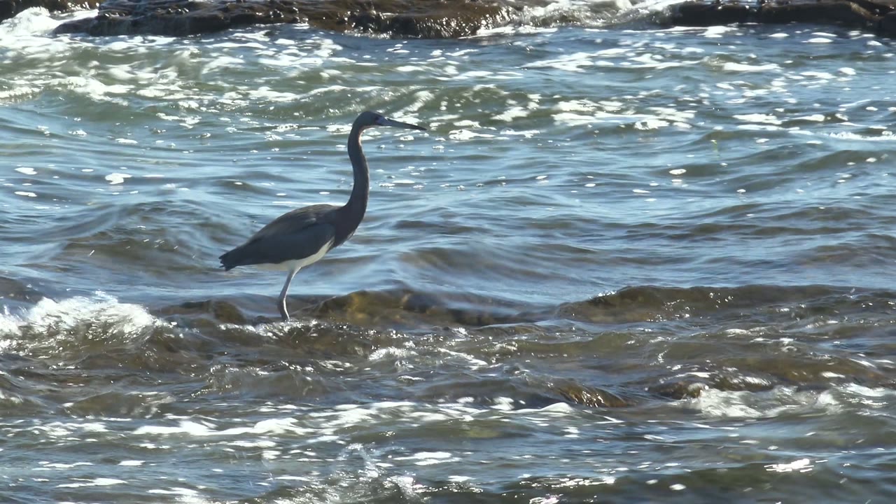 A heron stands in shallow water at La Bocana, Baja California Sur, with white foam moving around dark rock shelves and no visible people.