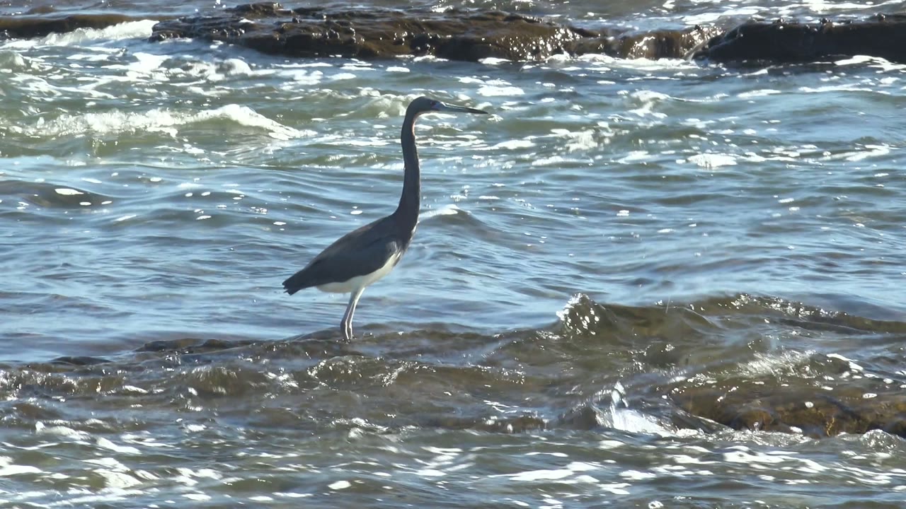 The heron remains upright in the midground at La Bocana as rippled blue water and low dark rocks fill the background, with no visible people.