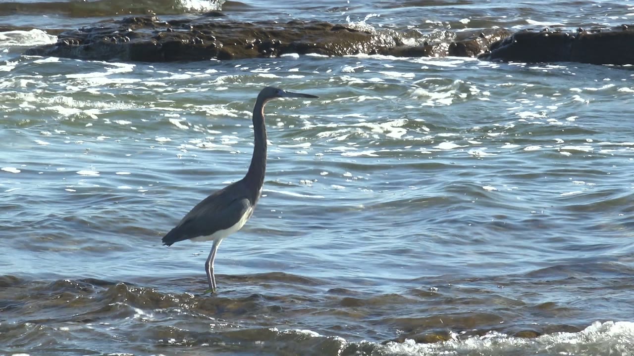 A side view shows the heron still standing at La Bocana, with small waves breaking across the shallow rock-strewn water and no visible people.
