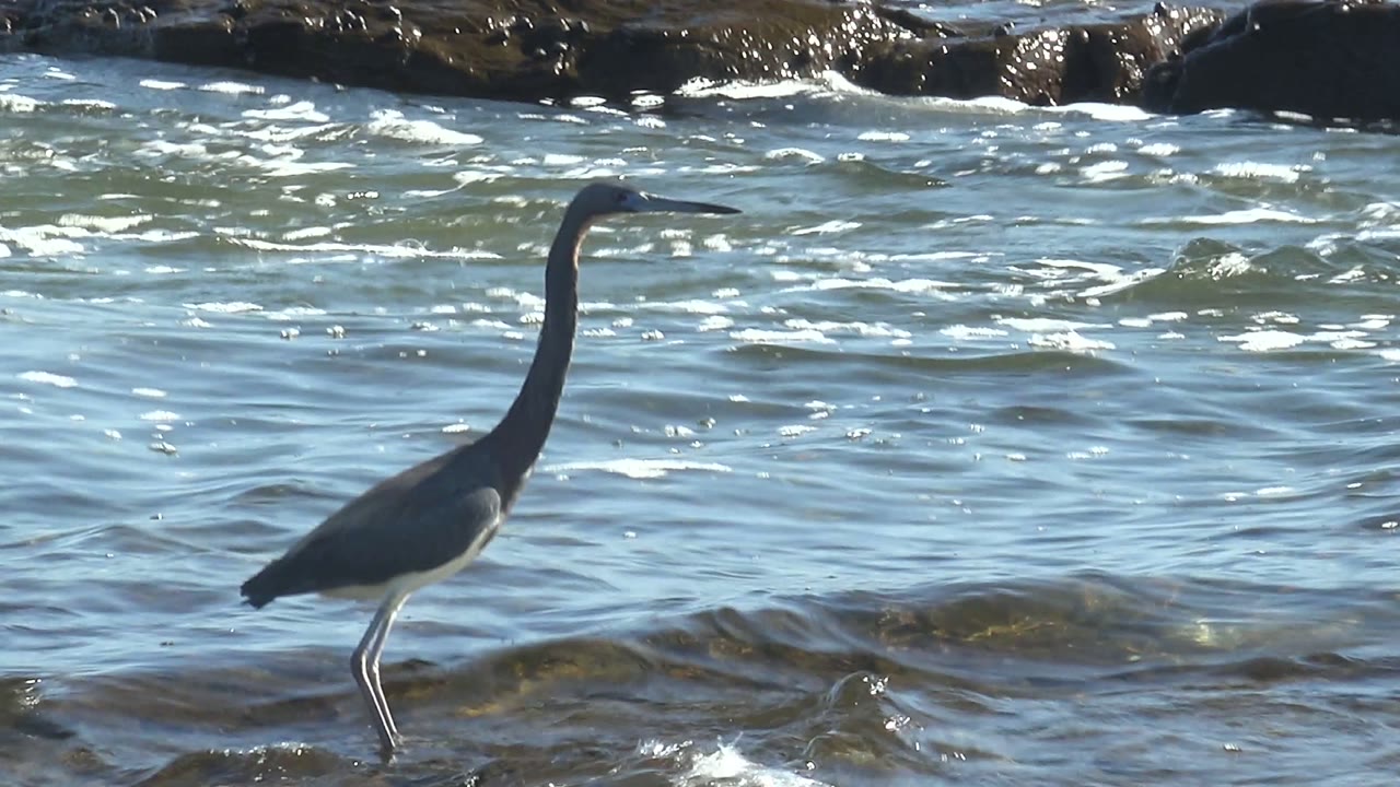 Heron standing left of frame in moving shallow water.