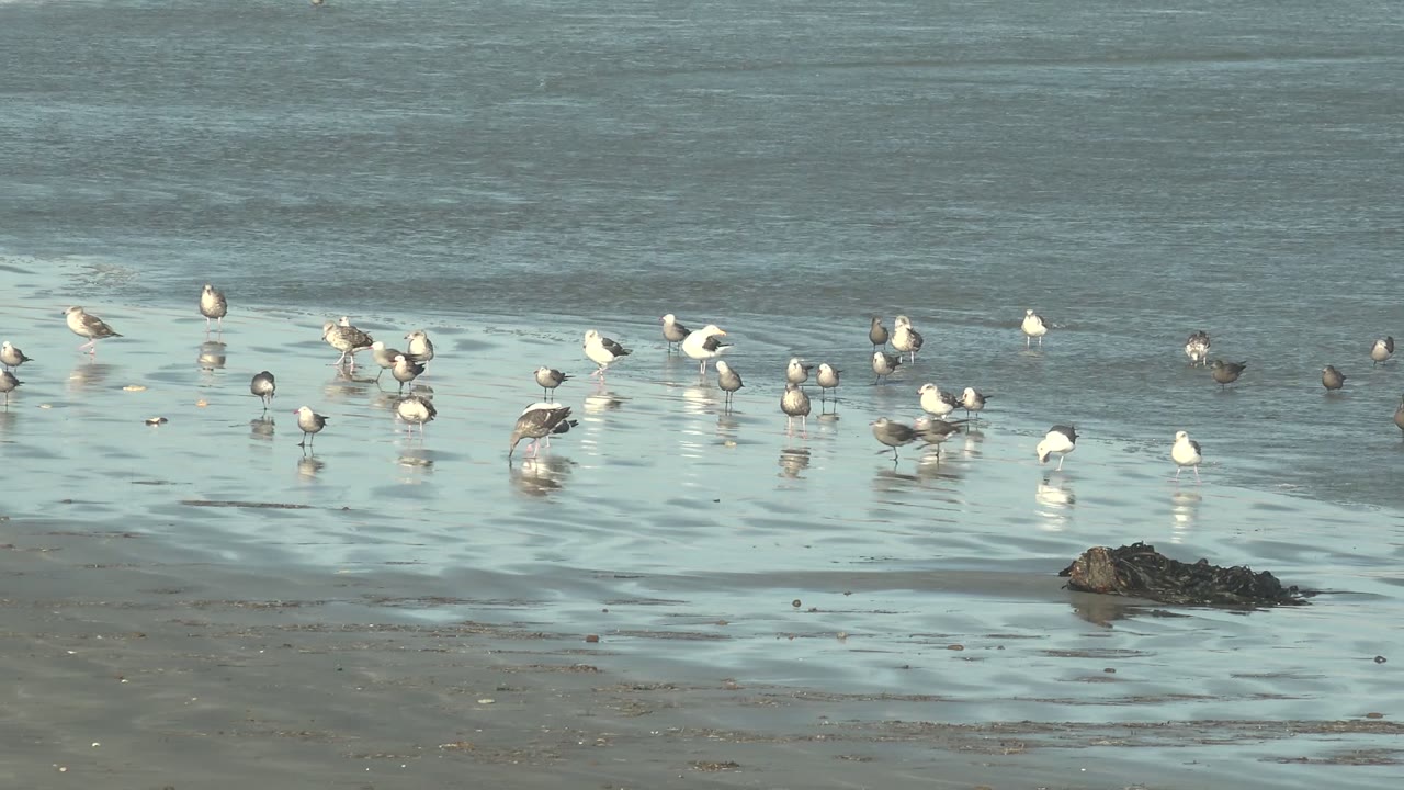 Seagulls spread across shallow reflective water on a La Bocana beach, with wet sand, small dark rocks, pale surf behind them, and no visible people.