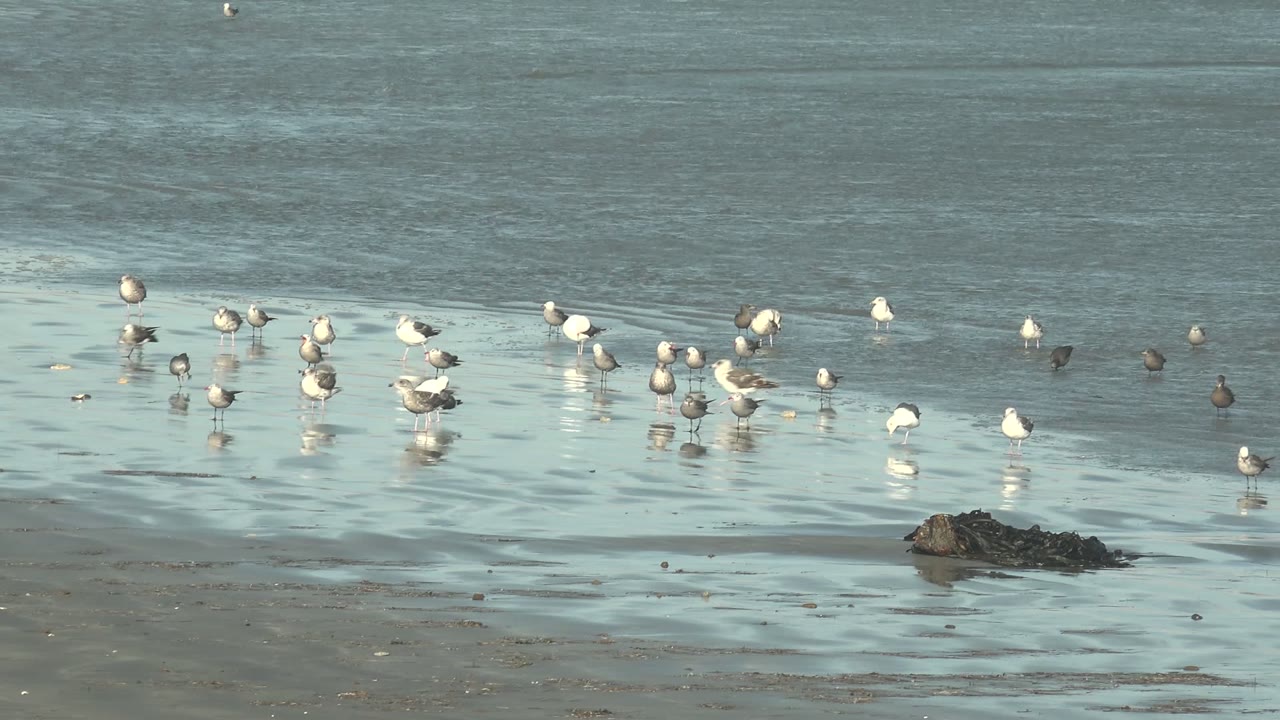 Shorebirds gathered in shallow reflective water with surf behind them.