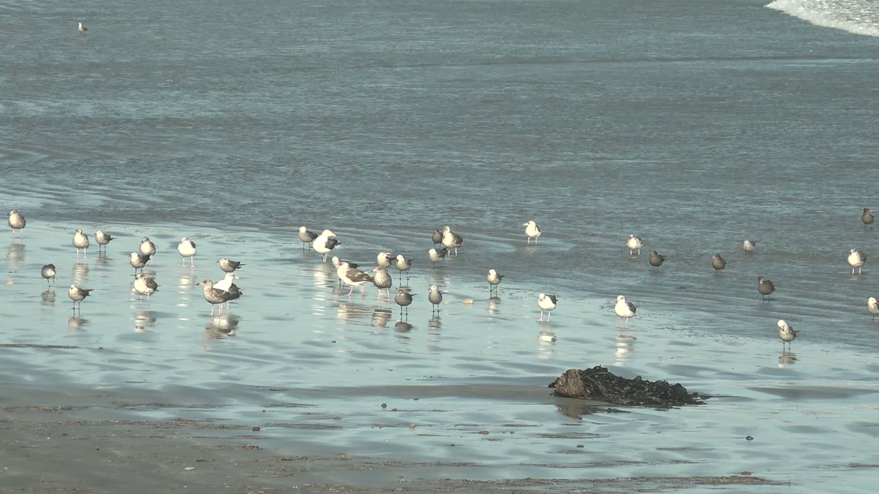 Seagulls wade on the La Bocana shoreline while a white wave edge appears at the upper right, with wet sand reflections and no visible people.