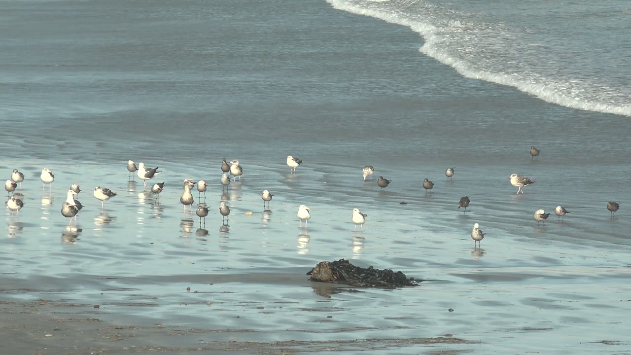 Seagulls and small shorebirds spread across reflective wet sand at La Bocana, Baja California Sur, with low waves behind them and no visible people.