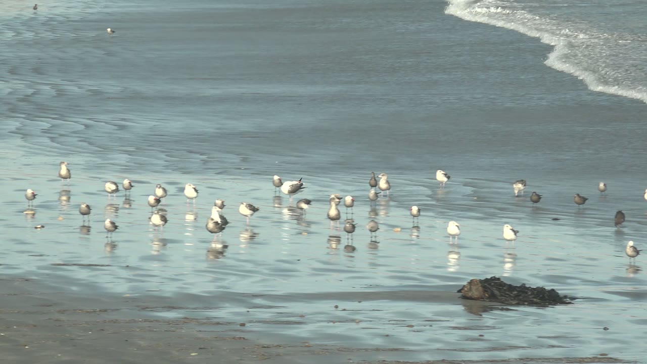 Shorebirds spaced across reflective sand as waves recede.