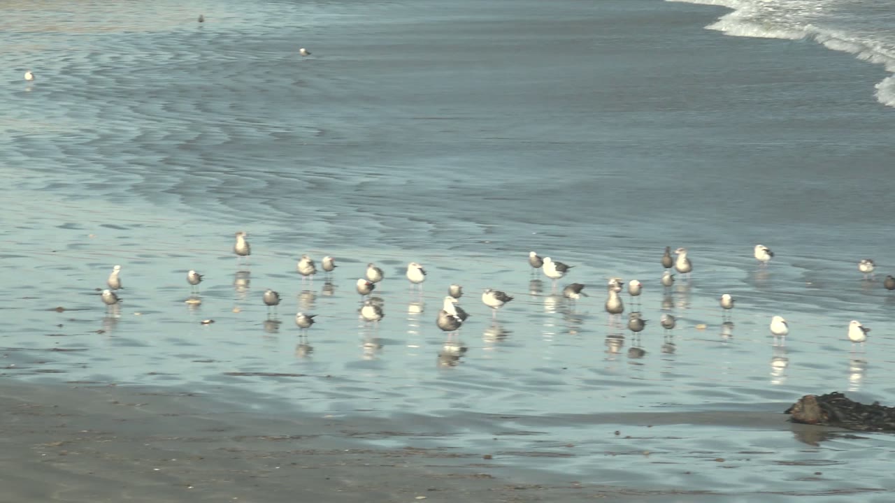 Several seagulls gather near the center of the La Bocana beach frame while smaller birds dot the wet sand and white surf breaks in the distance, with no visible people.