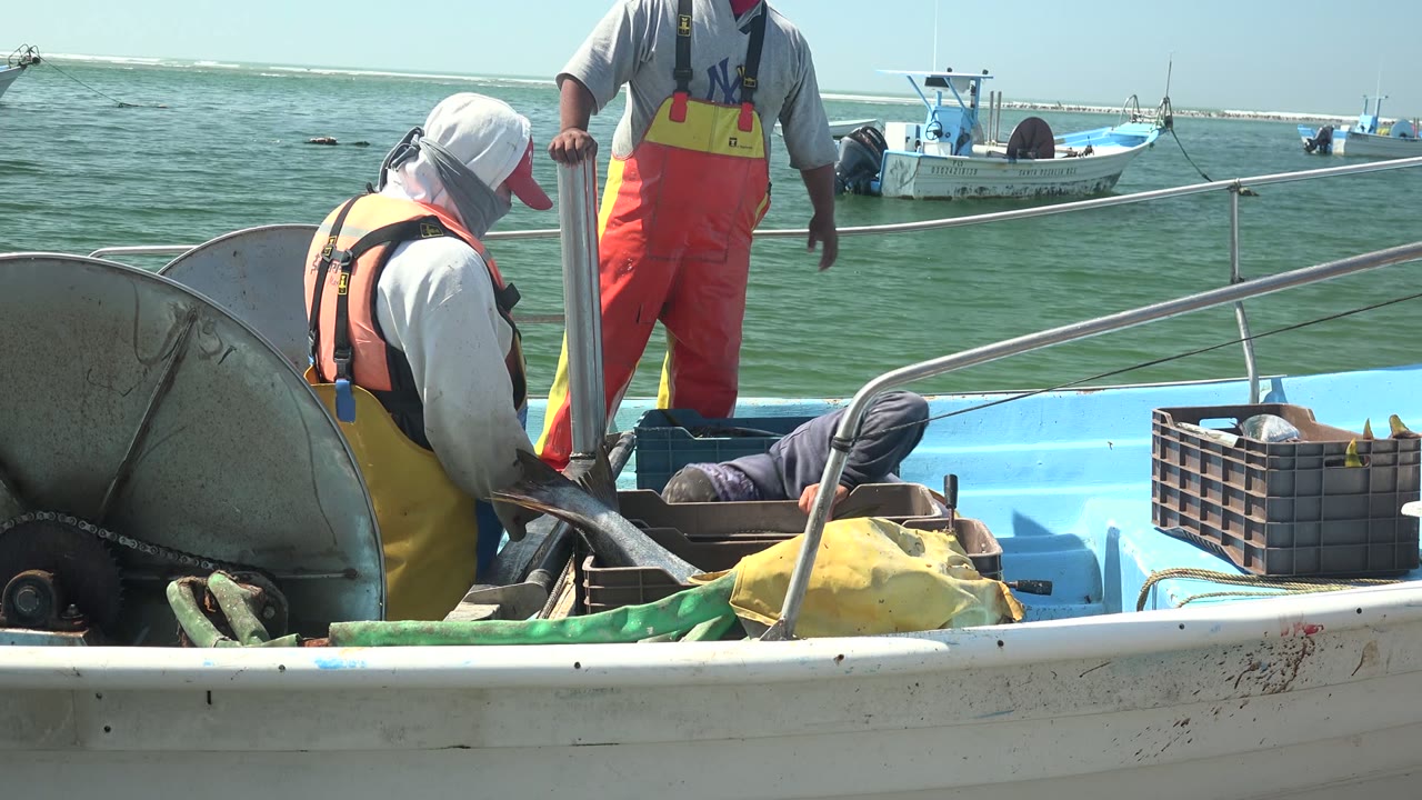 At 0:00 in La Bocana, Baja California Sur, fishermen in yellow and red waterproof bibs stand and crouch on a blue boat while handling a large fish near bins and deck gear.